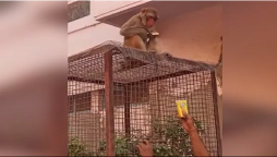 Monkey Flees With a Man’s Glasses look how he gets it back