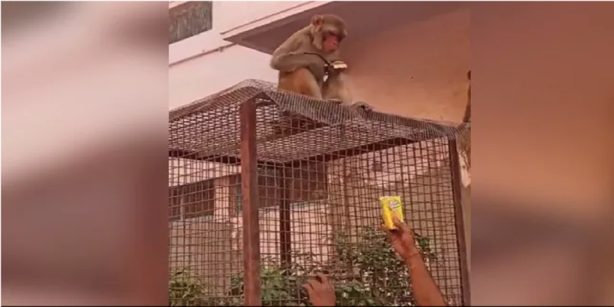 Monkey Flees With a Man's Glasses look how he gets it back