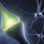 Can memory be transferred from one brain to another?