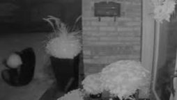 Bear tries to steal a big pumpkin from an Ontario porch