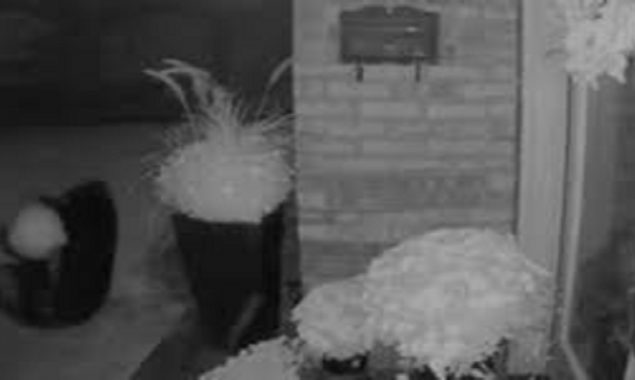 Bear tries to steal a big pumpkin from an Ontario porch