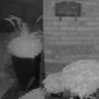 Bear tries to steal a big pumpkin from an Ontario porch