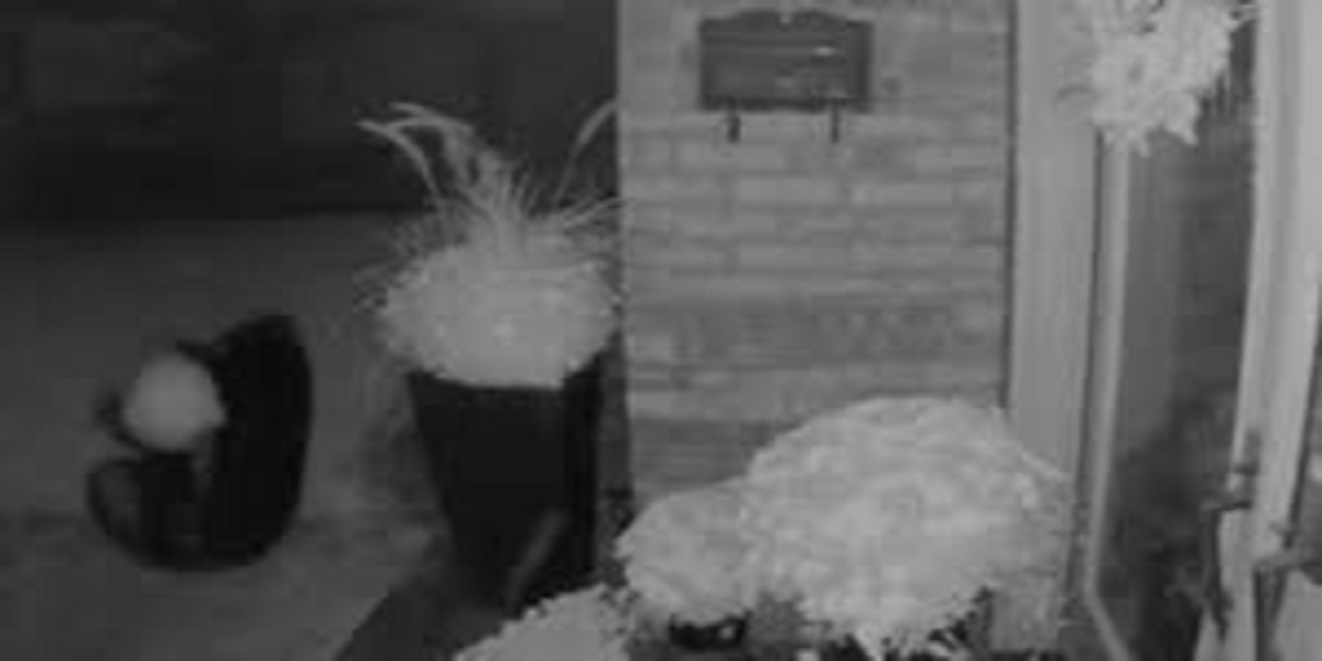 Bear tries to steal a big pumpkin from an Ontario porch