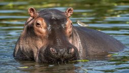 United States: Pablo Escobar’s hippos have been recognized as legal persons