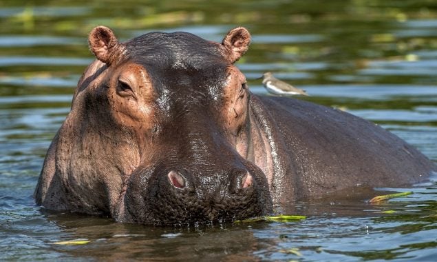 United States: Pablo Escobar's hippos have been recognized as legal persons