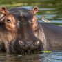 United States: Pablo Escobar’s hippos have been recognized as legal persons