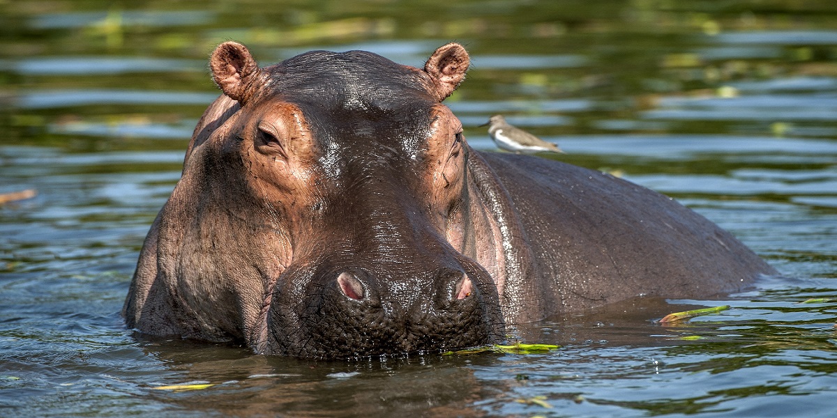 United States: Pablo Escobar's hippos have been recognized as legal persons