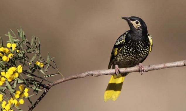 Australian state releases critically endangered honeyeaters to restore its population