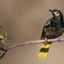 Australian state releases critically endangered honeyeaters to restore its population