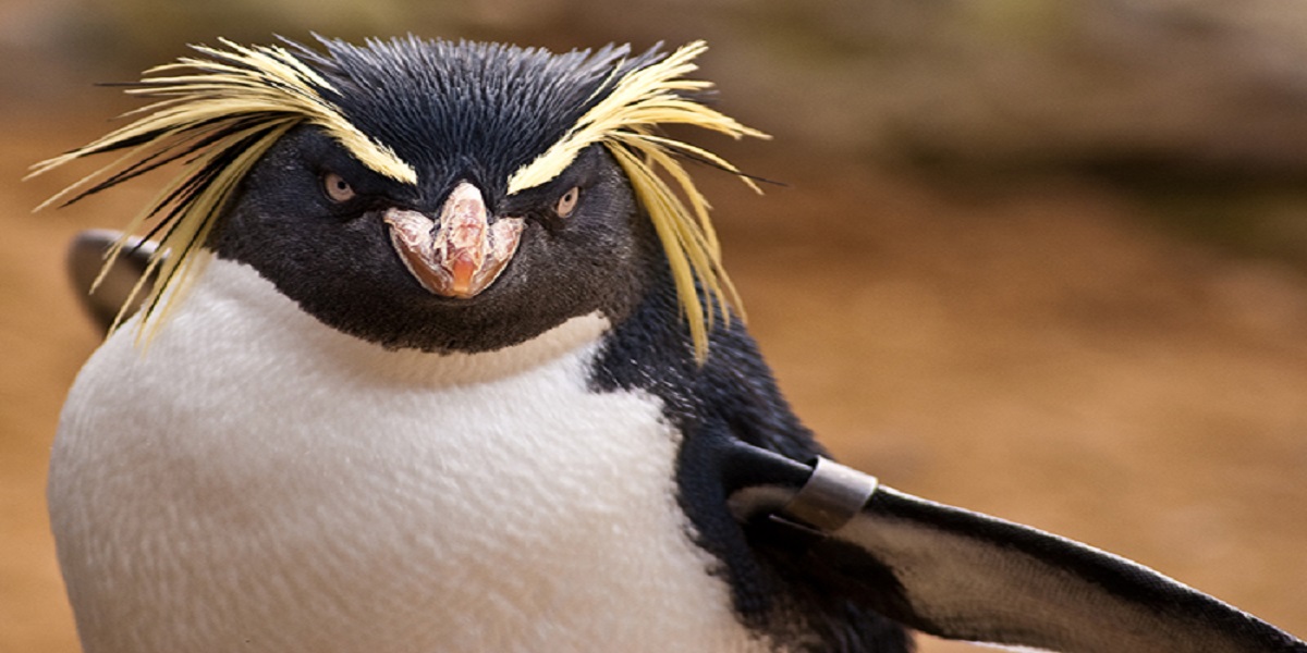 Penguins are just as quick as humans in recognizing faces