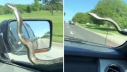 Snake takes a ride on a car's windscreen & get flicked off by viper