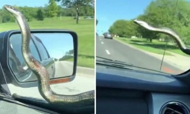 Snake takes ride on car’s windscreen, gets flicked off by viper