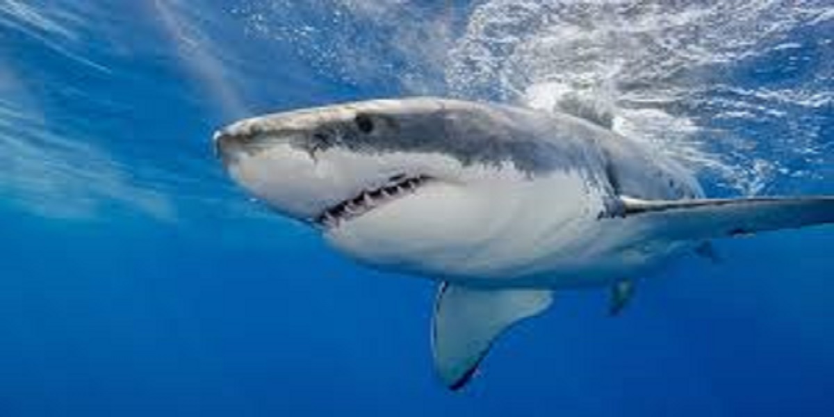 Sharks swimming around in the pool of Sussex property