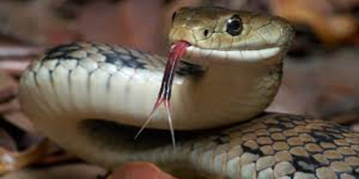 Venomous snake stows away in a shipping container from India to England