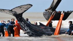 After hours-long rescue mission, a beached humpback whale was saved