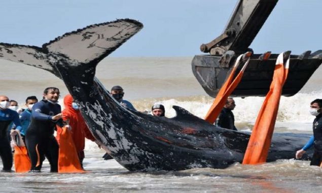 After hours-long rescue mission, a beached humpback whale was saved