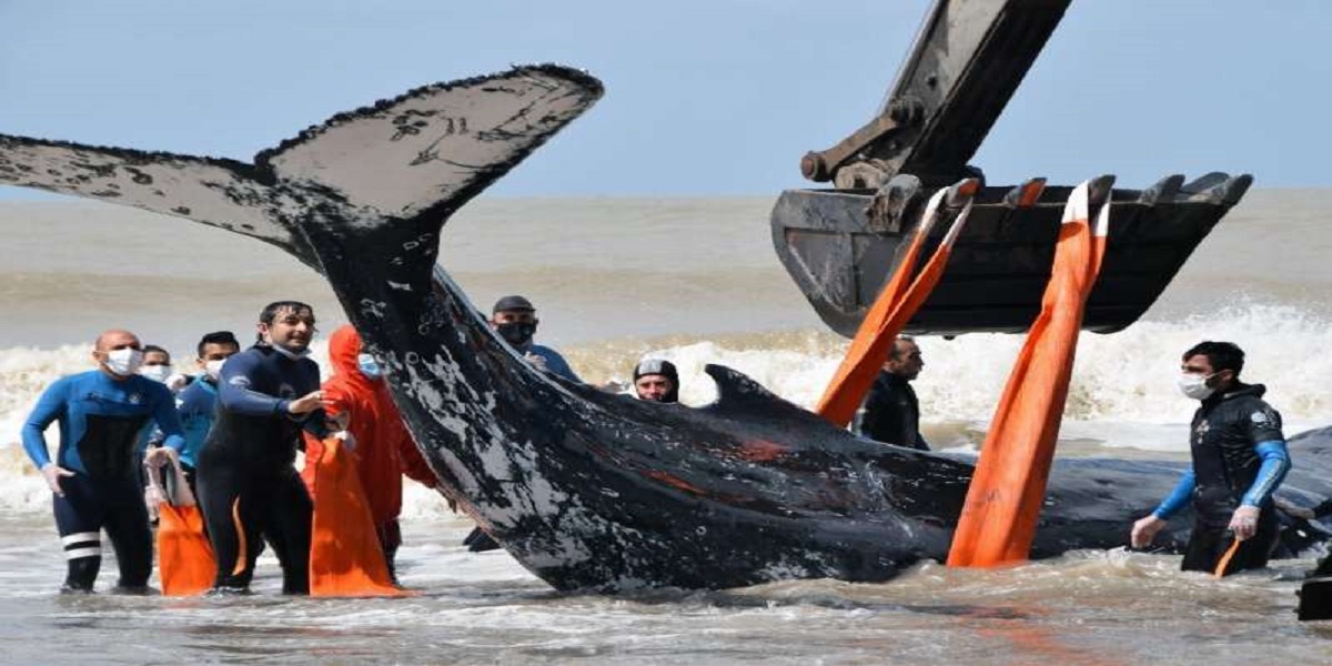 After hours-long rescue mission, a beached humpback whale was saved