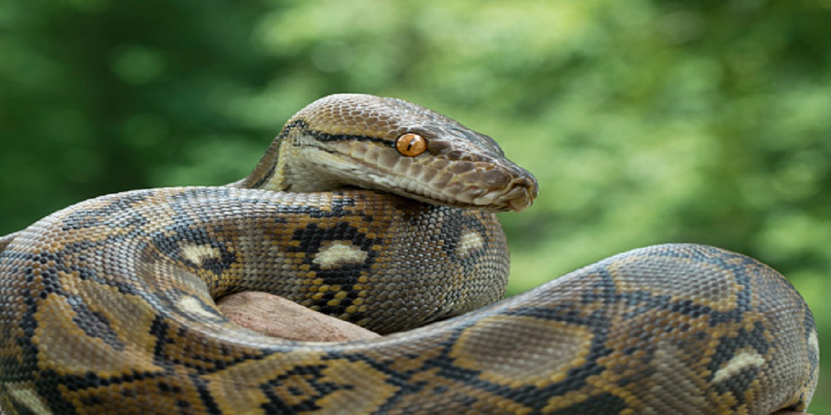 Georgia family discovers a Burmese python on their back porch