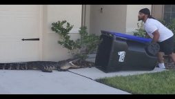 Watch: Man uses a trash bin to catch a straying crocodile