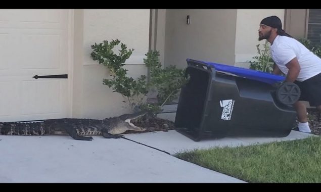 Watch: Man uses a trash bin to catch a straying crocodile