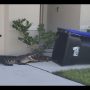 Watch: Man uses a trash bin to catch a straying crocodile