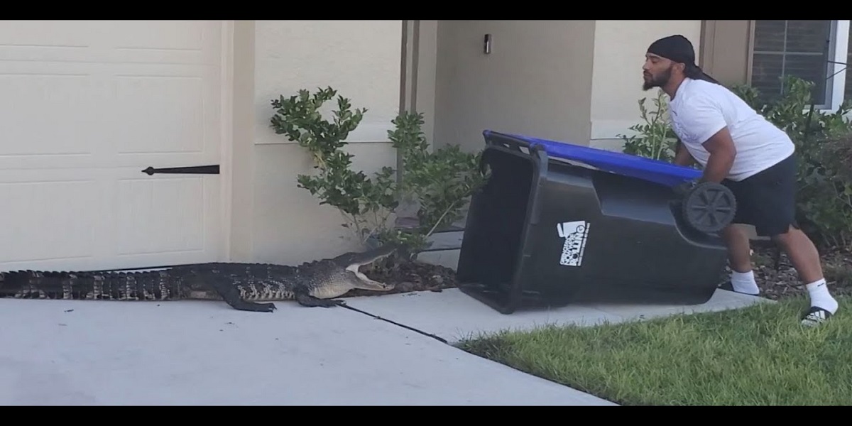 Watch: Man uses a trash bin to catch a straying reptile