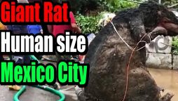 Human sized giant rat found in Mexico makes around on social media