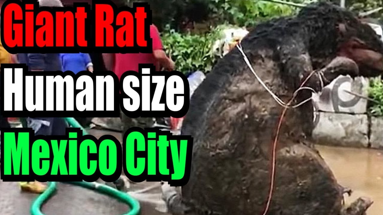 Human size giant Rat found in Mexico makes around on social media