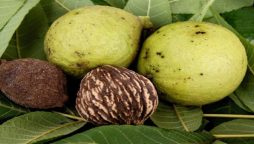 Wisconsin guy starts a business of walnut removal with nut sales
