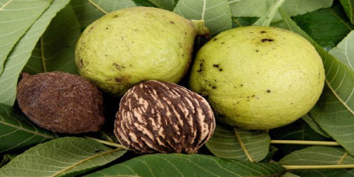 Wisconsin guy starts a business of walnut removal with nut sales