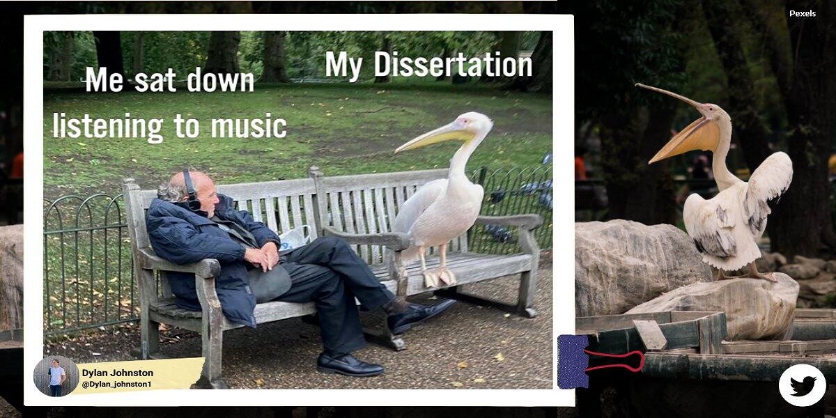 Elderly guy sitting near a massive pelican in a park gone viral