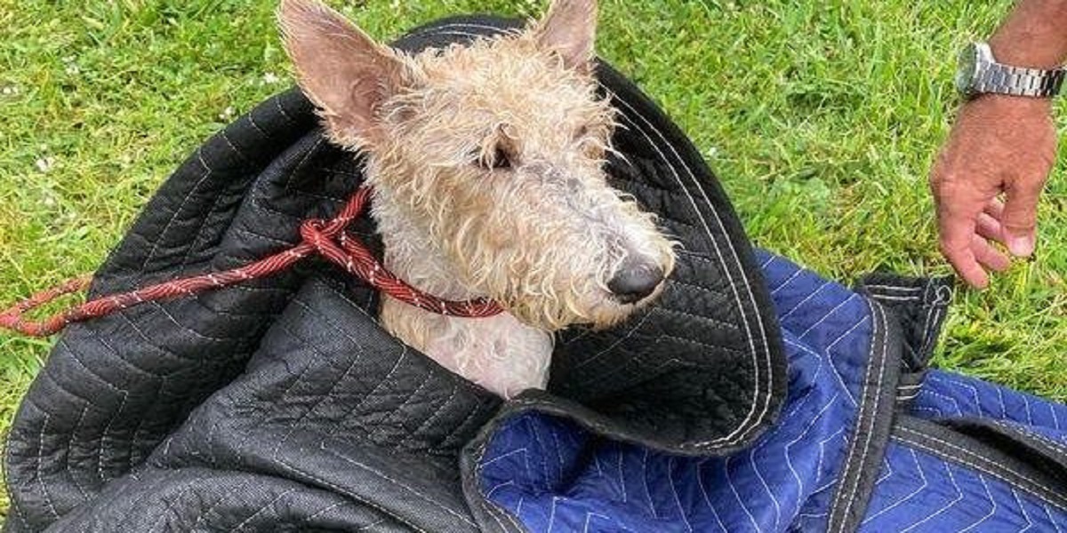 Florida: Dog rescued by police from a canal