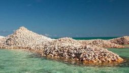 A small island in Corsica made from oyster shells