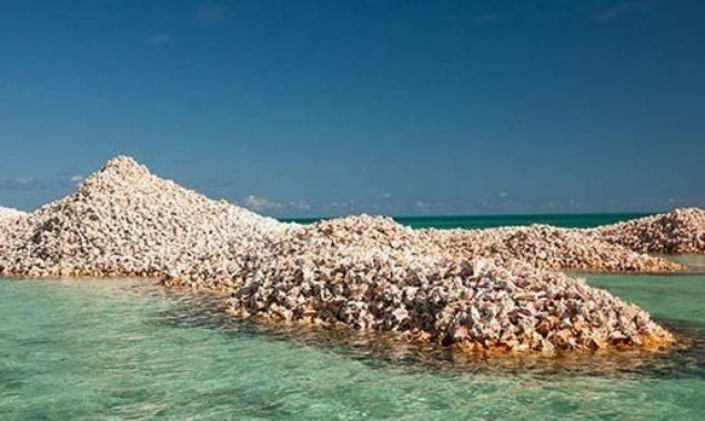 A small island in Corsica made from oyster shells