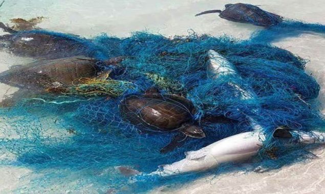 Did you know Plastics and nets affect marine life?