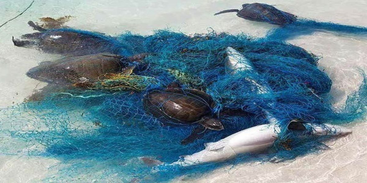 Did you know Plastics and nets affect marine life?