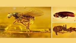 Insects like gold ornaments