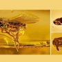 Have you ever seen gold ornament like insects?
