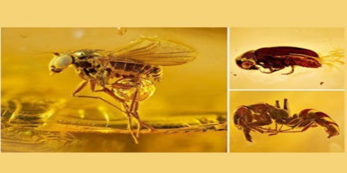 Insects like gold ornaments