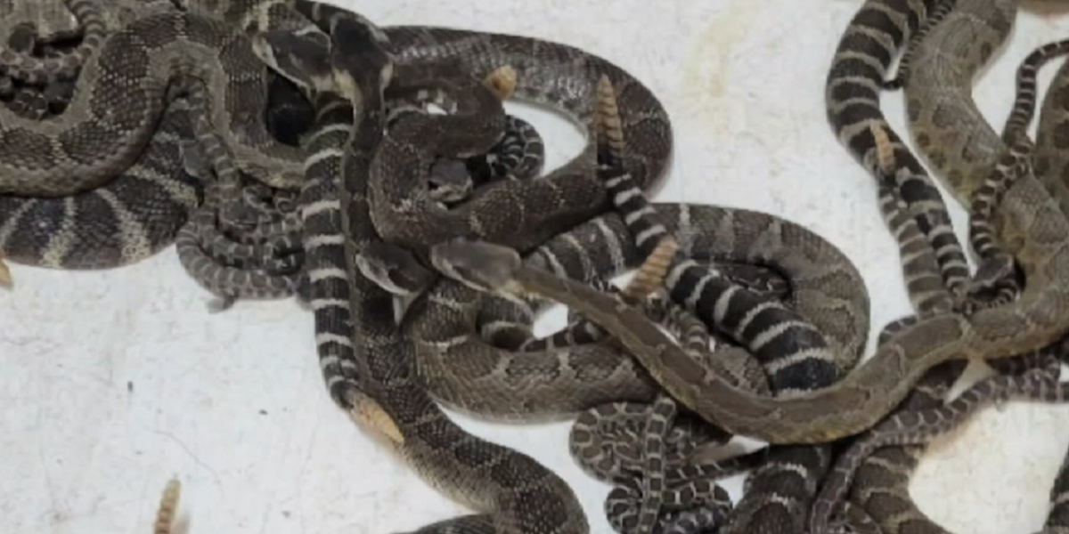 Nearly 100 rattlesnakes are discovered in California home