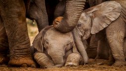 ‘Humanity still alive’: Forest officers helps injured baby elephant finding its mother