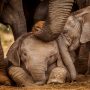 German expert submits preliminary report on Karachi Zoo elephants