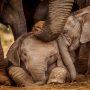 ‘Humanity still alive’: Forest officers helps injured baby elephant finding its mother