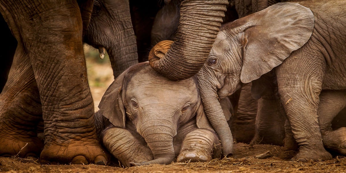 ‘Humanity still alive’: Forest officers helps injured baby elephant finding its mother