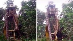 Massive snake being lifted by a crane in a Caribbean forest has gone viral