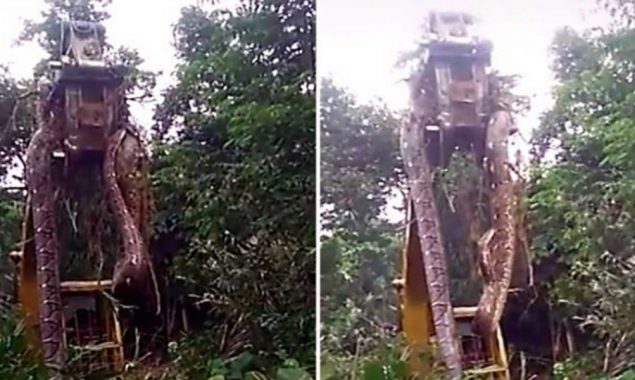Massive snake being lifted by a crane in a Caribbean forest has gone viral