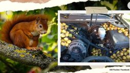Squirrels allegedly hid 42 gallons of walnuts under the hood of a car
