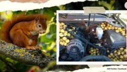 Squirrel hides 42 gallons of walnuts under the hood of car