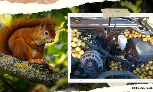Squirrel hides 42 gallons of walnuts under the hood of car