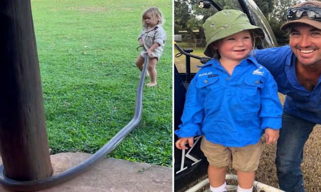 Watch: Toddler of a wildlife expert handles giant snake, the video gets viral